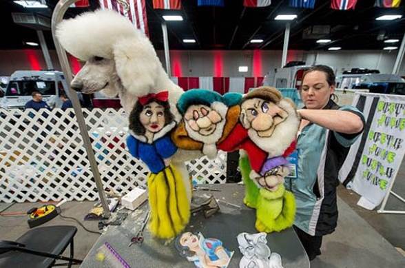 Organizan primera competencia de peluquería canina Freestylin