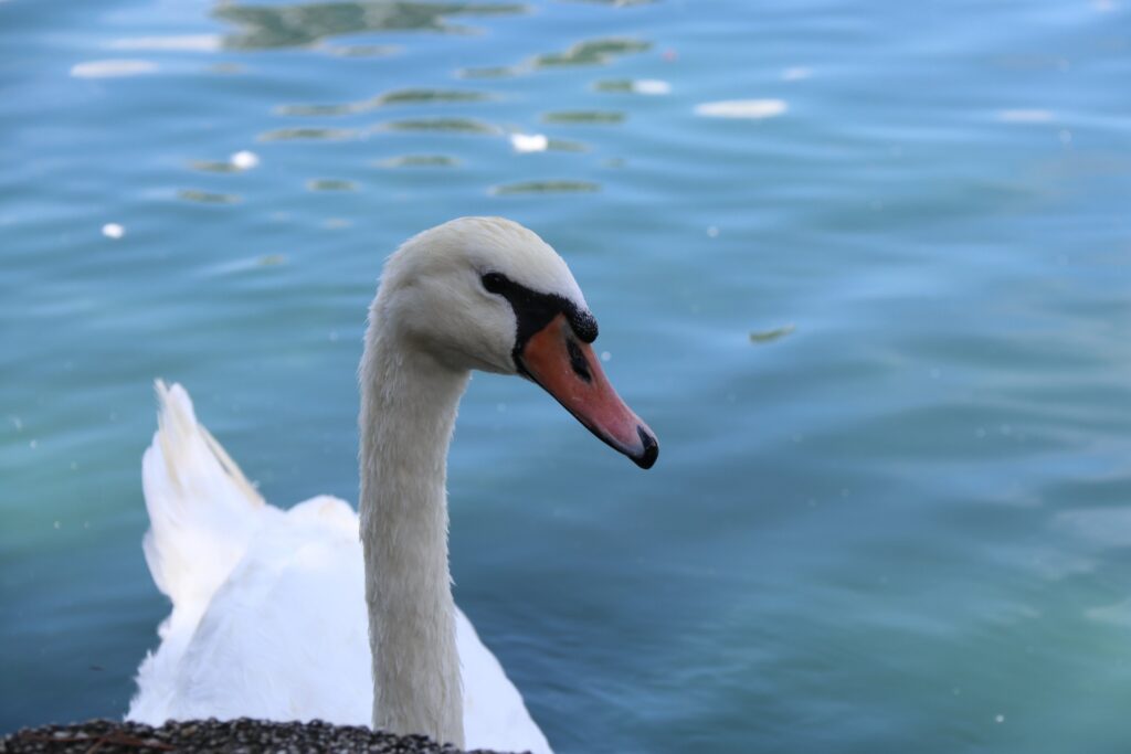 Autoridades confirman casos positivos de influenza aviar en Lake Eola Park