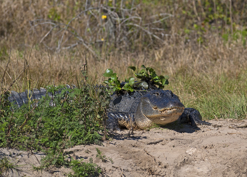 FWC busca cazadores de caimanes molestos en el condado de Orange