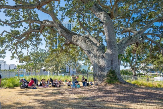 Pequeños cuentos bajo el árbol en Coachman Park de Clearwather