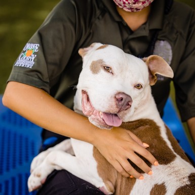 El condado de Orange organiza citas rápidas para adoptar mascotas el día de San Valentín