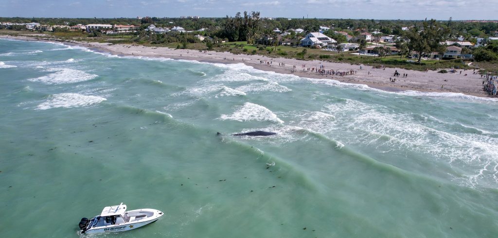 (+Video) Murió el cachalote encallado frente a la costa de Venice