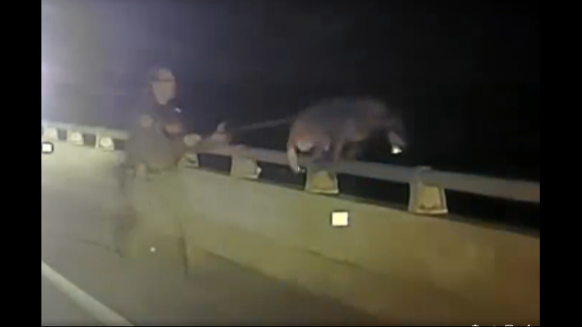 En video: Oficial salva a K-9 que saltó desde un puente de 75 pies