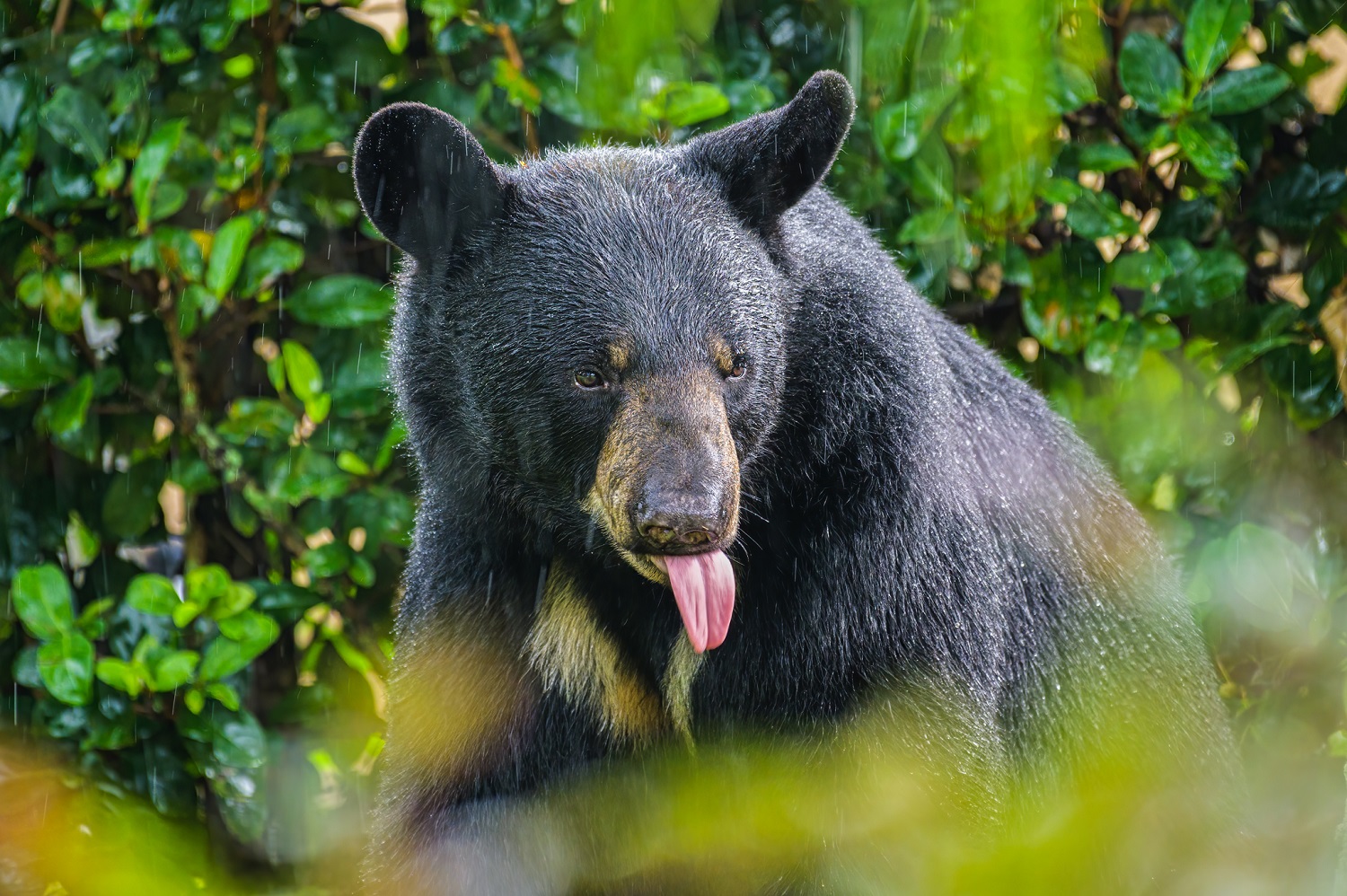 Proyecto de ley permitiría matar osos negros en Florida