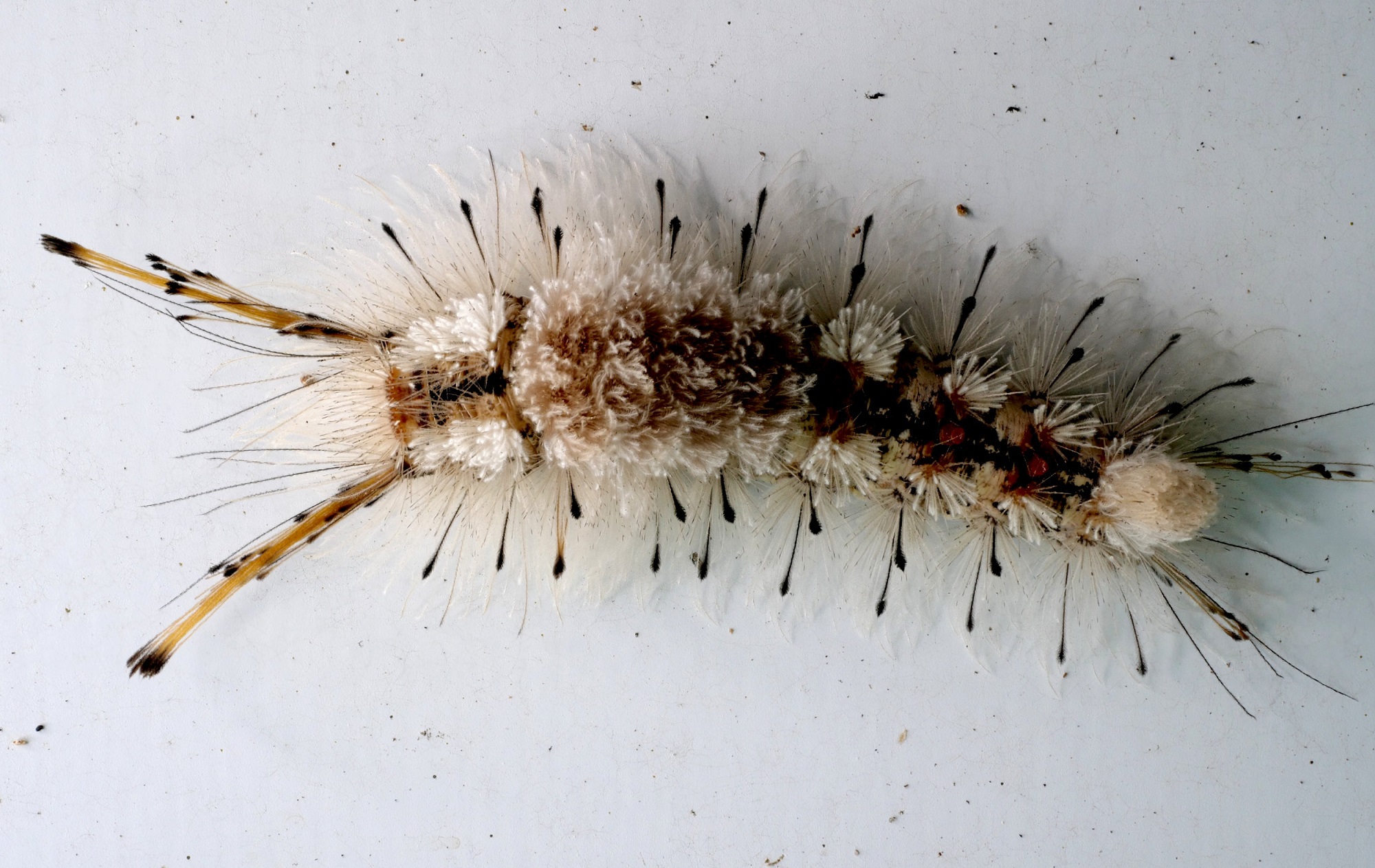 Detectan orugas de la polilla Tussock en Florida Central
