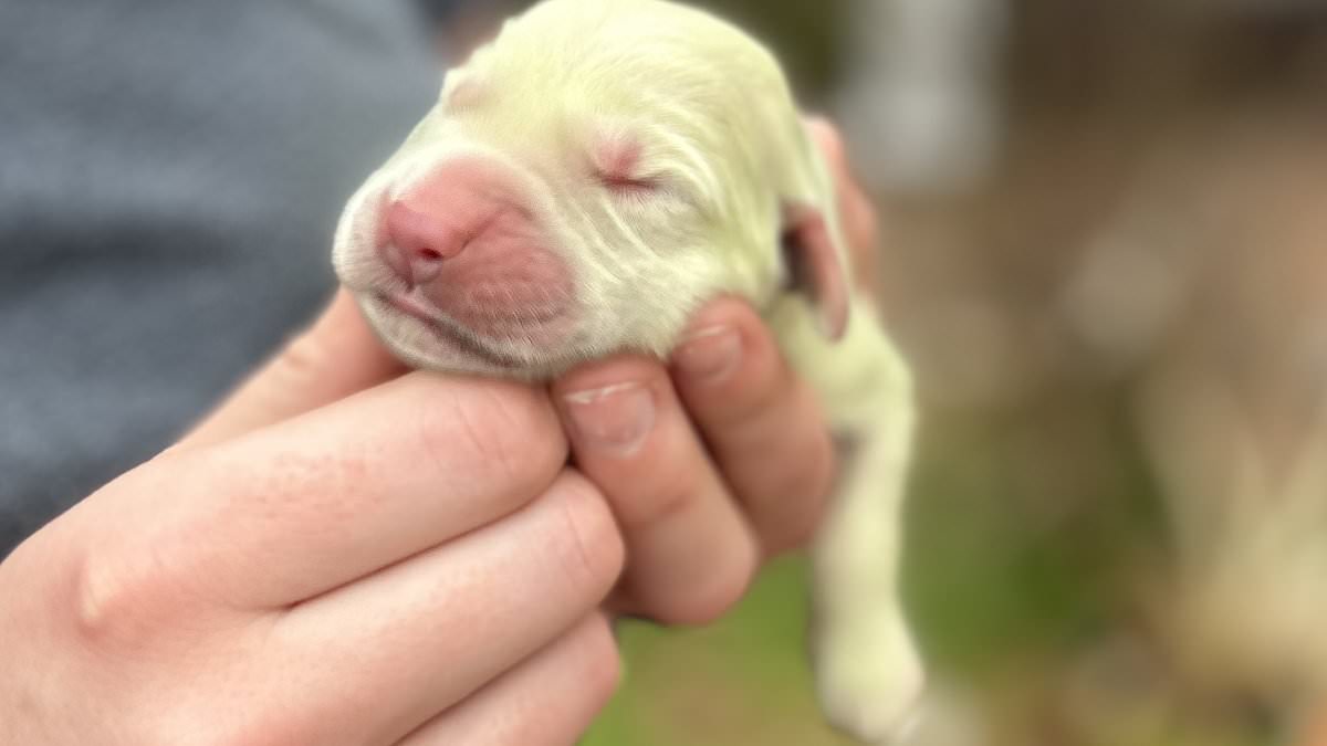 (+Video) Conoce a Shamrock, la cachorra de golden retriever con pelaje verde nacida en Pensacola
