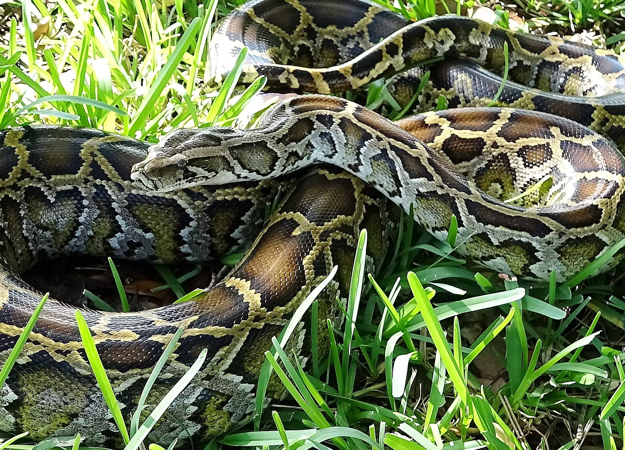 Las serpientes pitón se están moviendo más al norte de Florida, según Departamento de Protección Ambiental