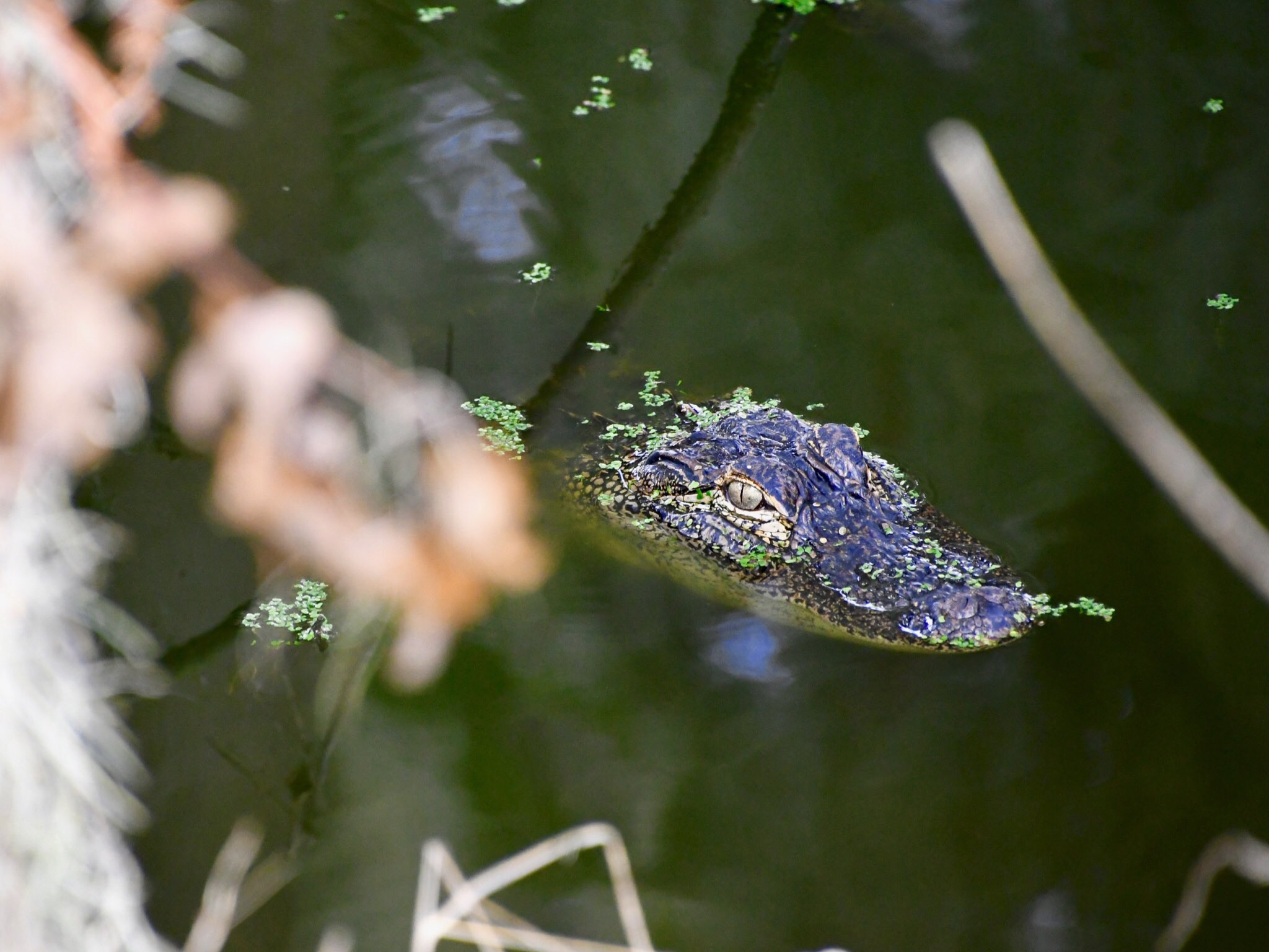 Ya puedes solicitar permisos para la captura de caimanes en Florida