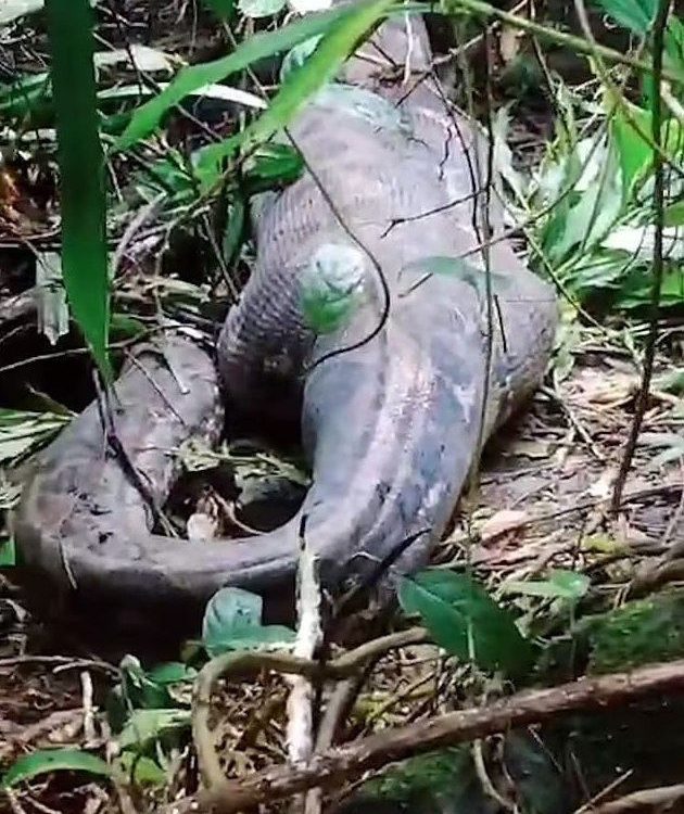 (+Video) Pitón reticulada de 5 metros devoró a una mujer en Indonesia
