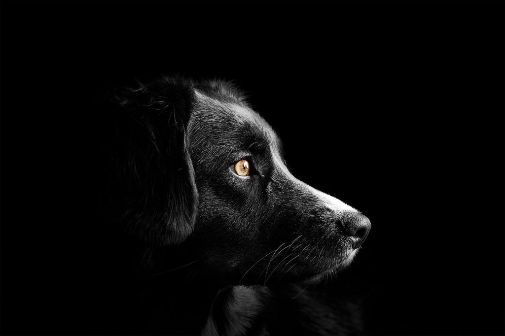 Reportan el primer caso de Streptococcus en Servicios para Animales del Condado de Orange