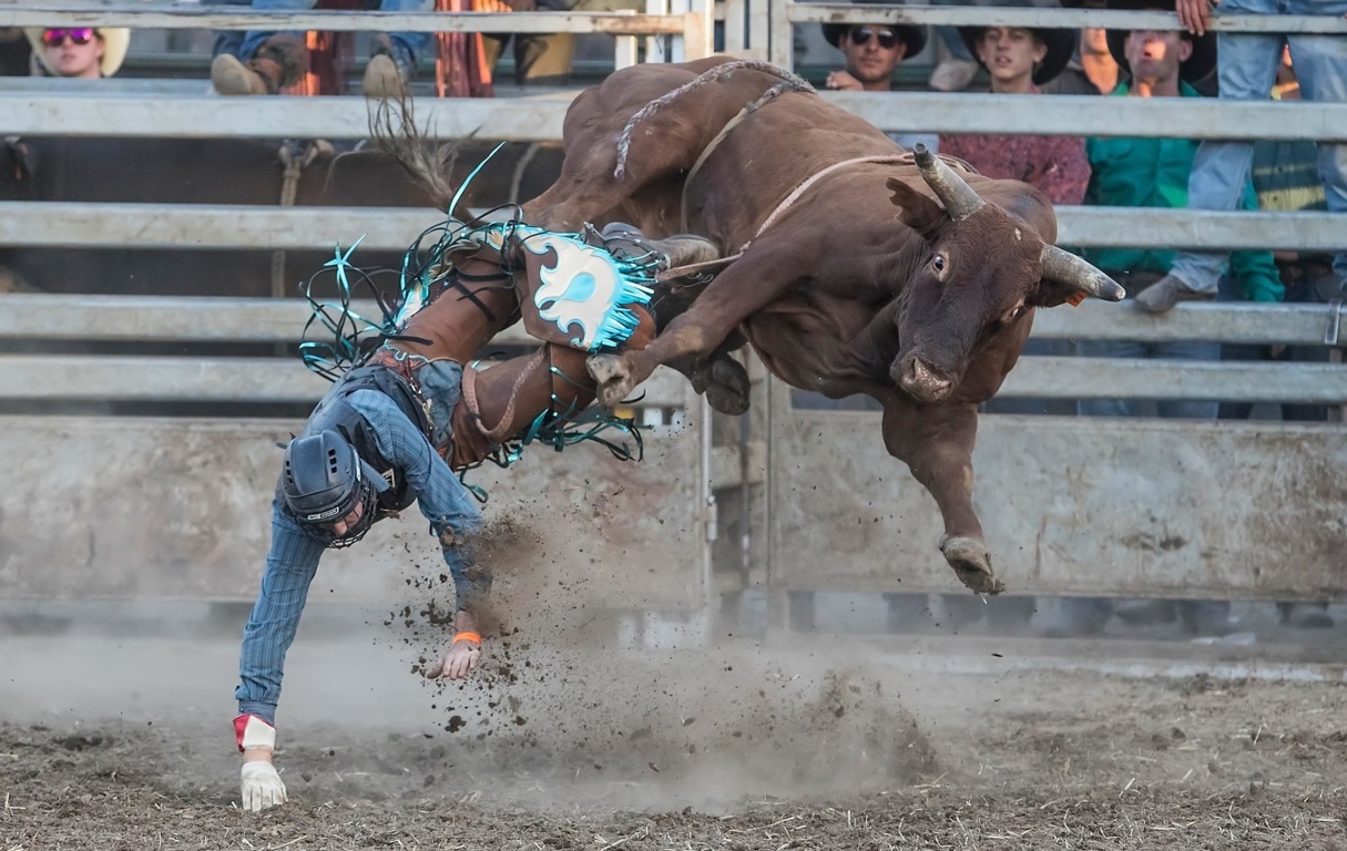 (+Video) Toro salta barda durante un evento en Oregon y varias personas resultan heridas