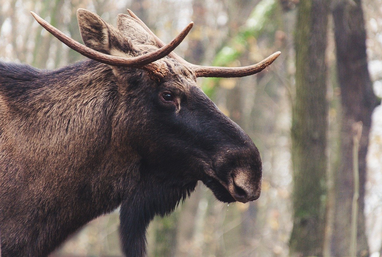 Buscan procesadores de carne y taxidermistas para luchar contra la caquexia crónica en Florida