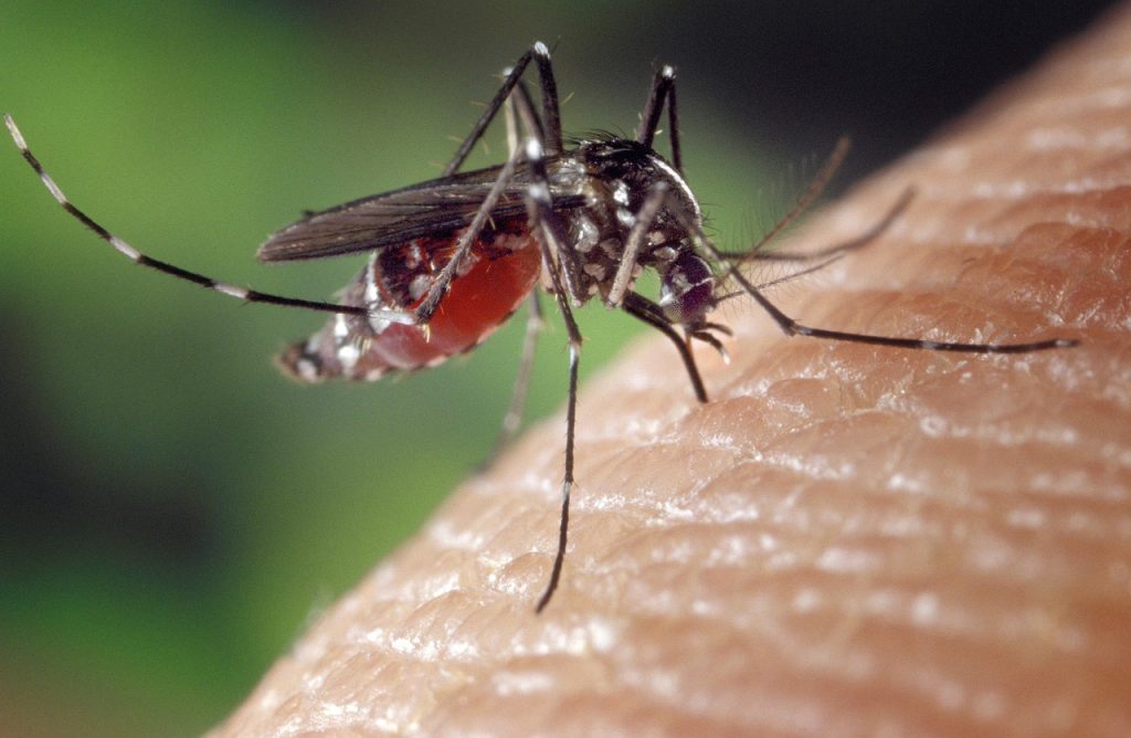 Autoridades reportan 2 casos de dengue en el condado de Orange