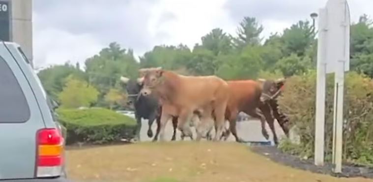 (+Videos) Este lunes continuaba la búsqueda de uno de los ocho toros que escaparon de un rodeo en Massachussetts