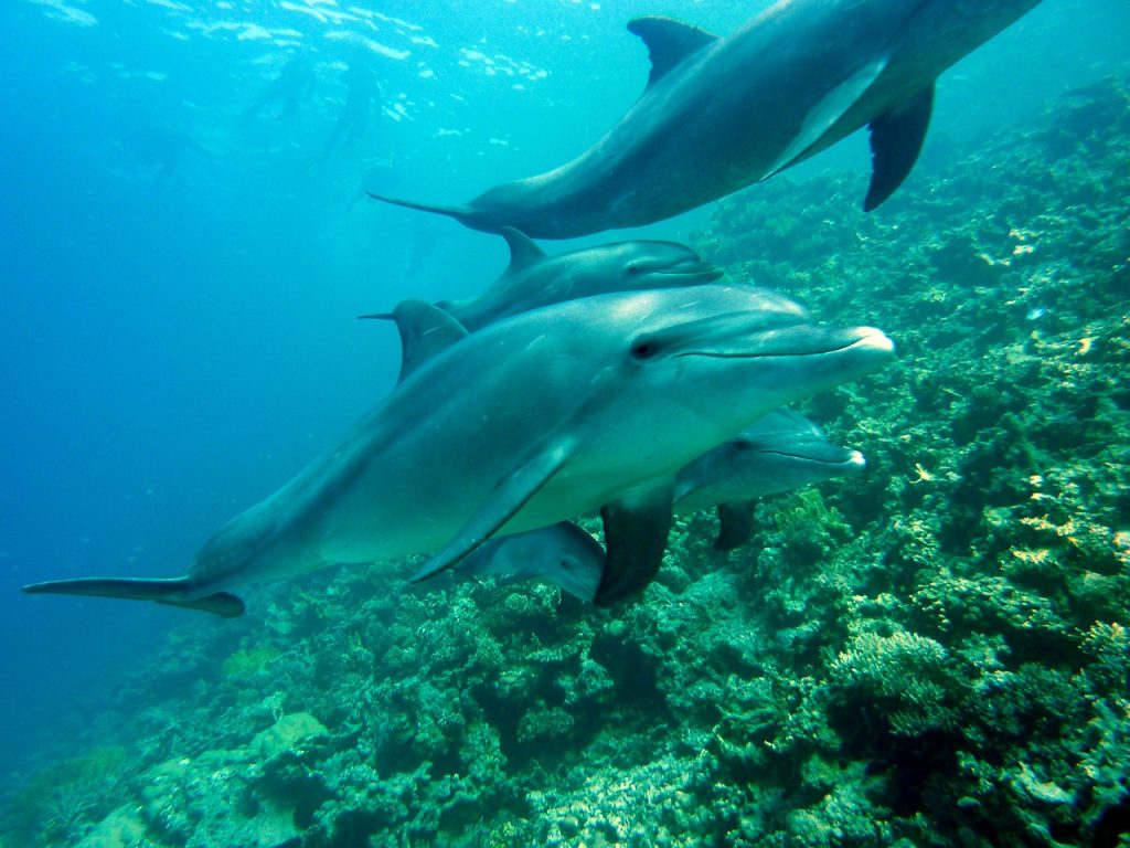 Delfines silvestres en Luisiana y Florida están inhalando microplásticos
