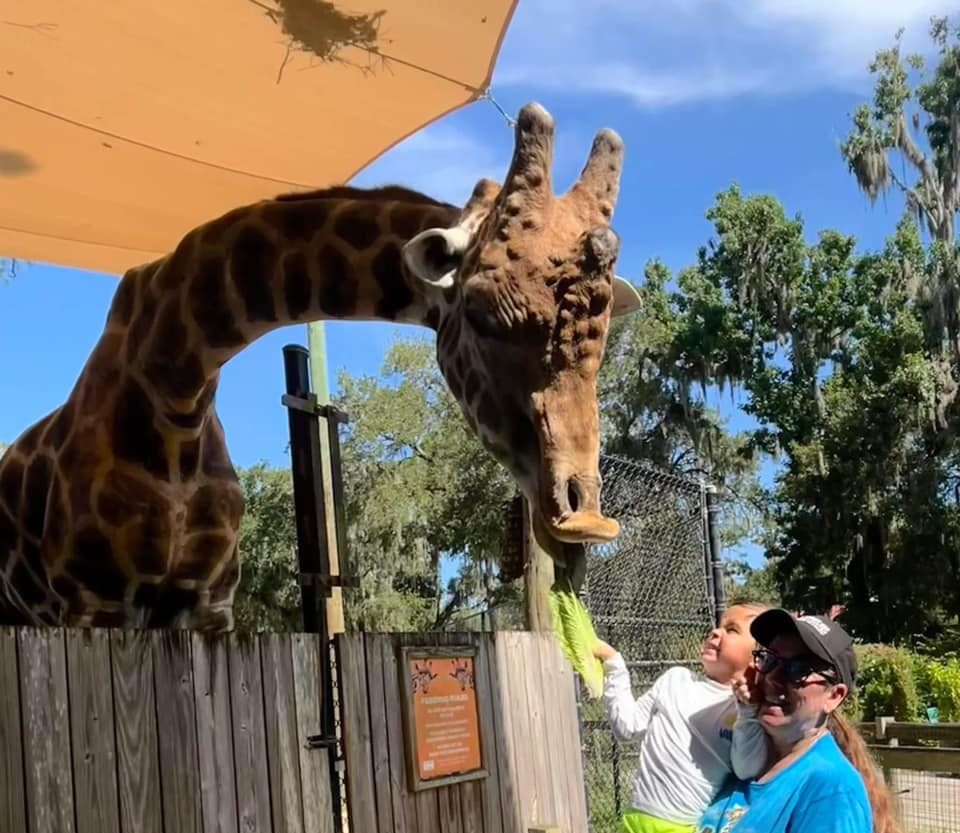 Falleció Rafiki, la jirafa del zoológico de Florida Central