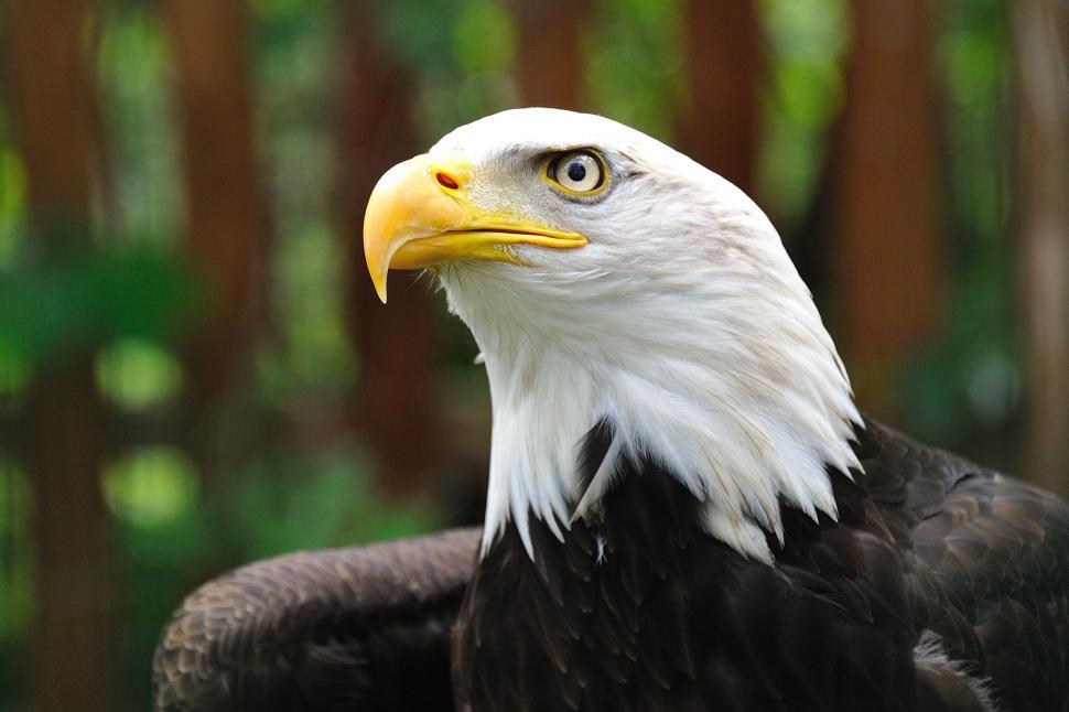 Águila Calva se convierte oficialmente en el ave oficial de EEUU