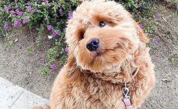 Indignación en Brevard luego de que un hombre le disparara a un perro