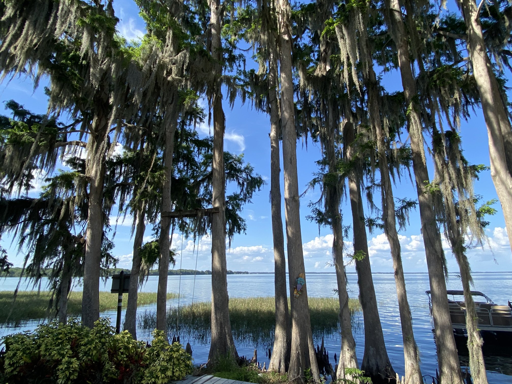 Aparecen peces muertos en el lago Eustis