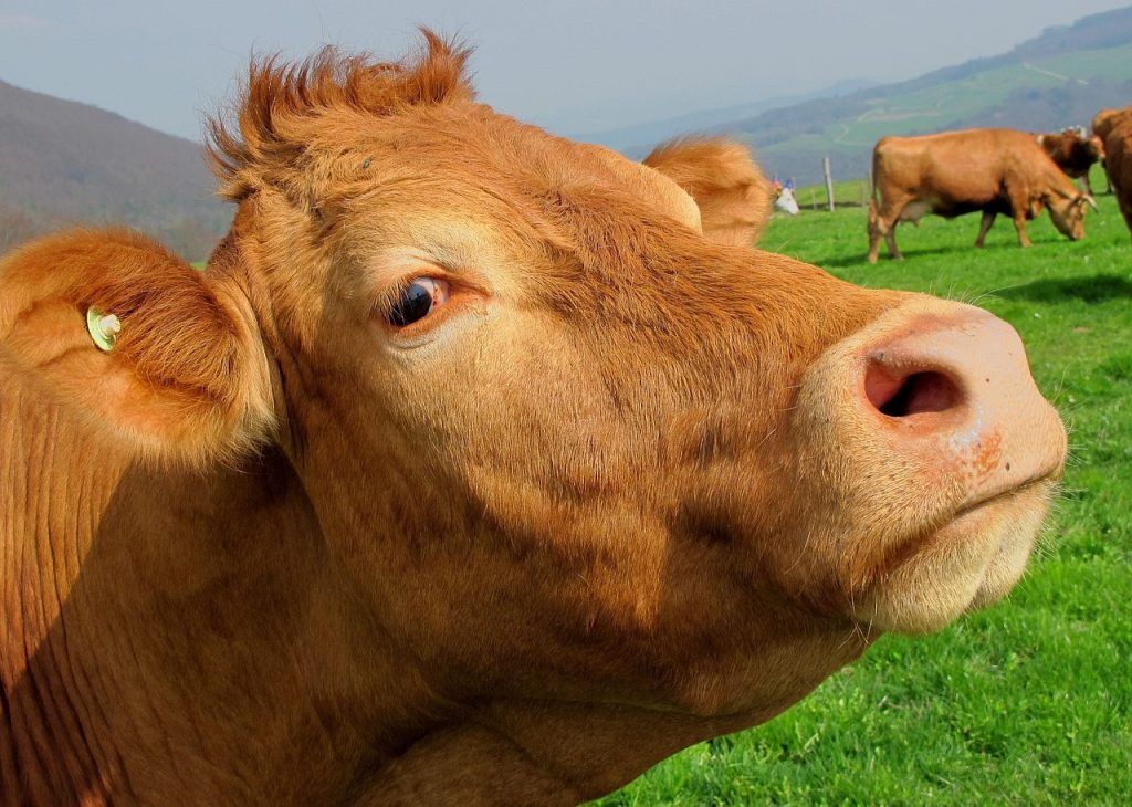 Vacuna contra los pedos de vaca cuenta con el apoyo financiero de Jeff Bezos