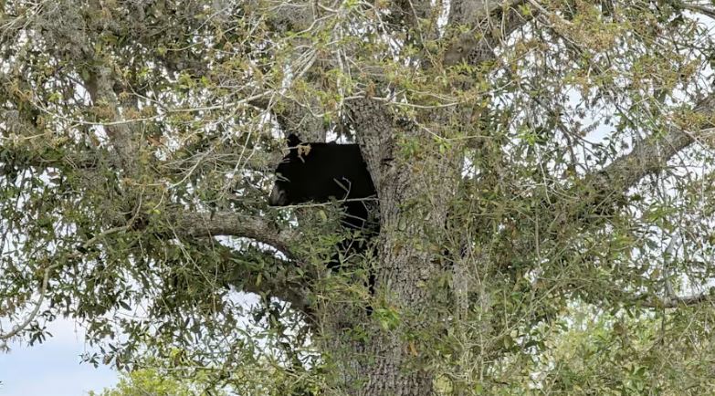 Oso trepó a un árbol de una escuela en el condado de Seminole