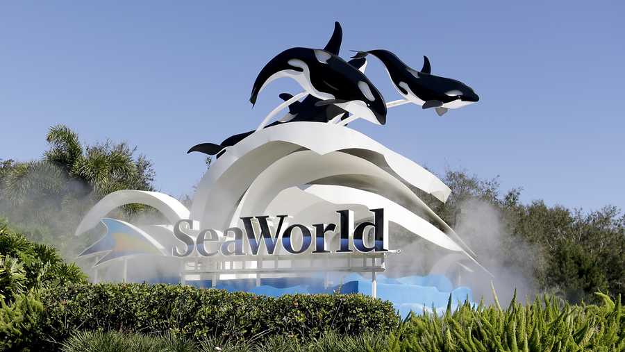 SeaWorld Orlando multado tras resultar herido un trabajador durante entrenamiento de orcas