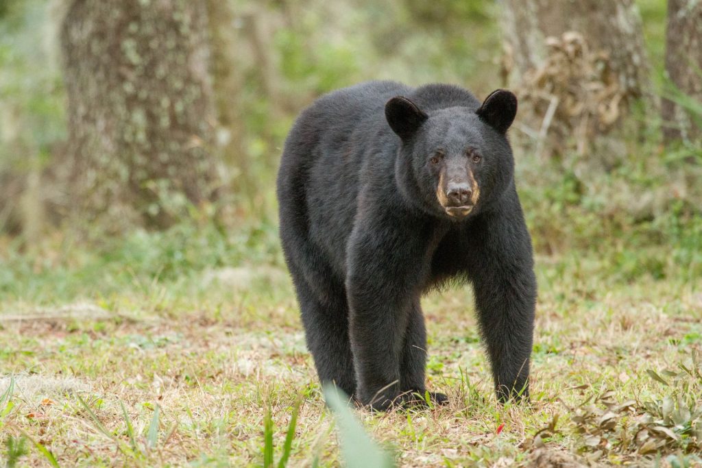 Grupo de conservación se opone a caza de oso negro propuesta la FWC