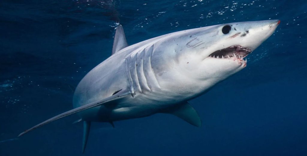 Trump indulta a dos buzos que liberaron a 19 tiburones de una línea de pesca en Florida