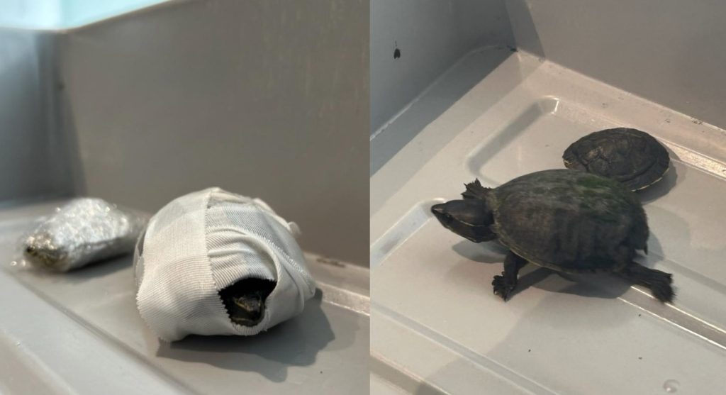 Mujer escondió tortugas en su sostén en el Aeropuerto Internacional de Miami