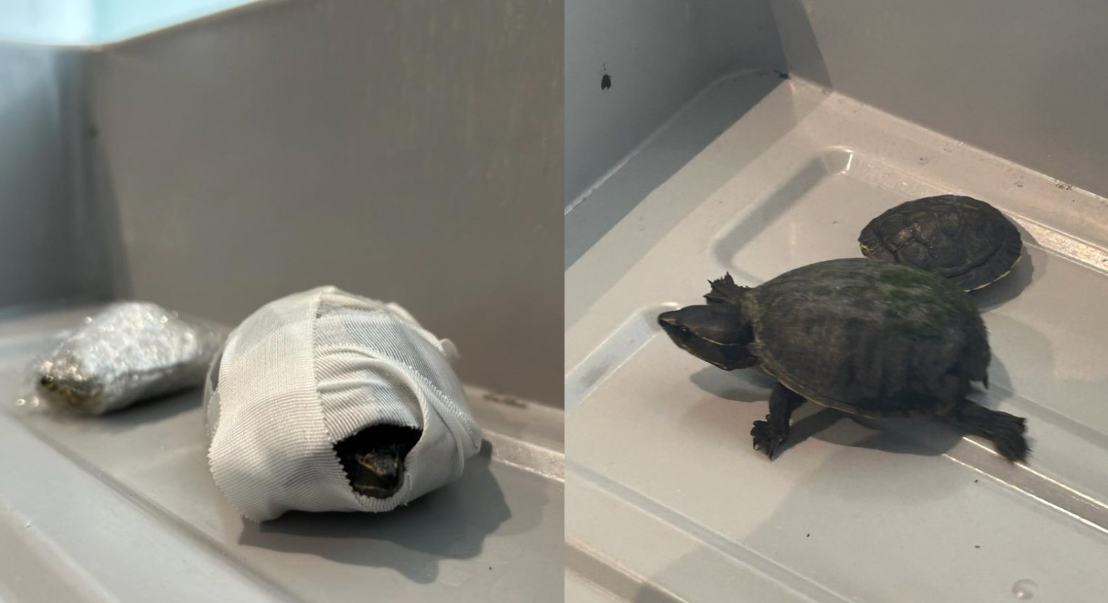 Mujer escondió tortugas en su sostén en el Aeropuerto Internacional de Miami